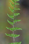 Hairy lipfern